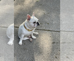 Small Photo #3 French Bulldog Puppy For Sale in DETROIT, MI, USA