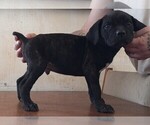 Small Photo #13 Cane Corso Puppy For Sale in GRENVILLE, NM, USA