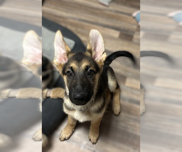 Medium Photo #3 German Shepherd Dog Puppy For Sale in SACRAMENTO, CA, USA