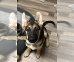 Small #2 German Shepherd Dog