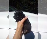 Puppy BlkTan M 2 French Bulldog