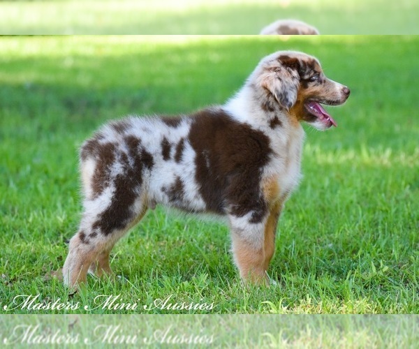 Medium Photo #7 Australian Shepherd Puppy For Sale in EASTON, MO, USA