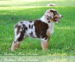 Small Photo #7 Australian Shepherd Puppy For Sale in EASTON, MO, USA