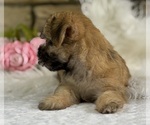 Small #3 Morkie