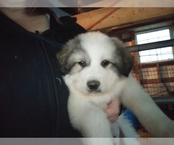 Medium Photo #1 Great Pyrenees Puppy For Sale in RANGER, GA, USA