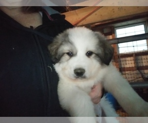 Great Pyrenees Puppy for sale in RANGER, GA, USA