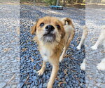 AC - Male Border Terrier-Unknown Mix Dog for Adoption - Small photo