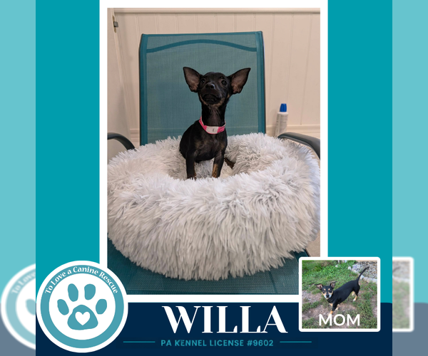 Medium Photo #1 Chiweenie Puppy For Sale in Kimberton, PA, USA