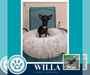 Chiweenie Dogs for adoption in Kimberton, PA, USA