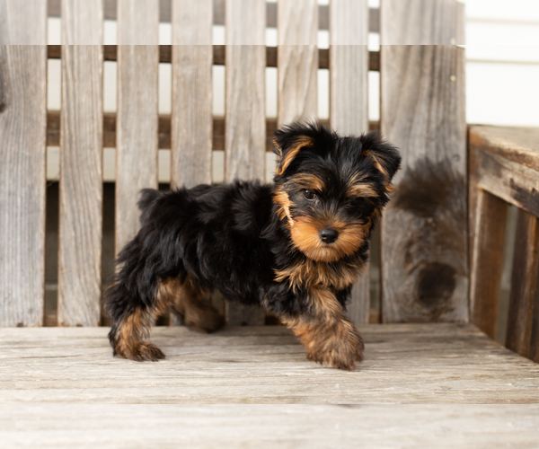 Medium Photo #8 Yorkshire Terrier Puppy For Sale in NAPPANEE, IN, USA