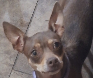 Rat-Cha Puppy for sale in LOST SPRINGS, KS, USA