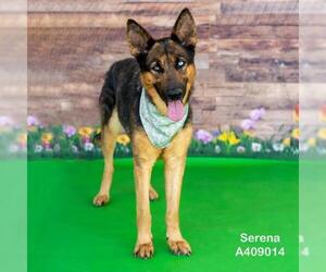 German Shepherd Dog Dogs for adoption in Conroe, TX, USA