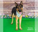 Small German Shepherd Dog