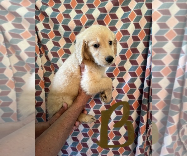 Medium Photo #7 Goldendoodle Puppy For Sale in GROTON, NY, USA
