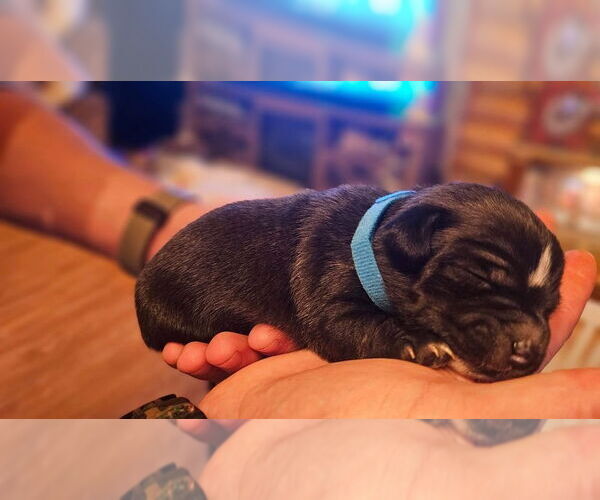 Medium Photo #2 Doxle Puppy For Sale in Aurora, IN, USA