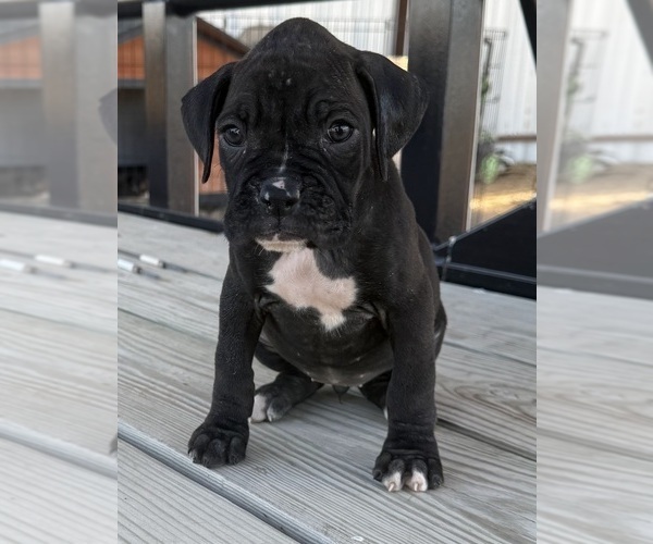 Medium Photo #5 Boxer Puppy For Sale in VICTORIA, TX, USA