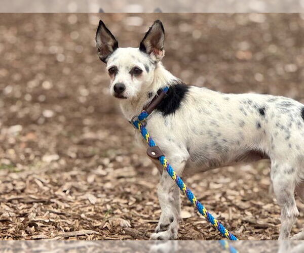 Medium Photo #1 Mutt Puppy For Sale in Santa Cruz, CA, USA