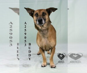 Mutt Dogs for adoption in Stockton, CA, USA