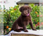 Small #5 Labrador Retriever