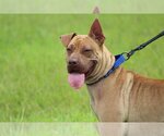Small #2 American Staffordshire Terrier-Chinese Shar-Pei Mix