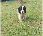 Small #5 English Springer Spaniel