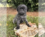 Small #1 Pug