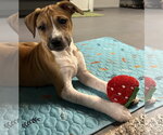 Small Photo #11 Australian Shepherd-Chihuahua Mix Puppy For Sale in Mechanicsburg, PA, USA