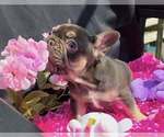 Small #7 French Bulldog