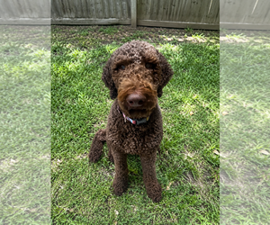 Chocolate Labrador retriever-Poodle (Standard) Mix Dogs for adoption in Euless, TX, USA