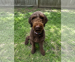 Small Chocolate Labrador retriever-Poodle (Standard) Mix