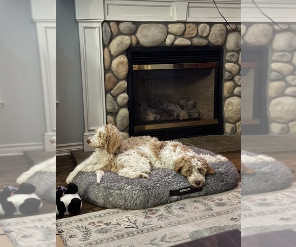 Medium Photo #2 Aussie-Poo-Goldendoodle Mix Puppy For Sale in COMMERCE, MI, USA