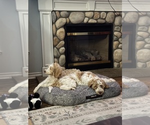 Medium Aussie-Poo-Goldendoodle Mix