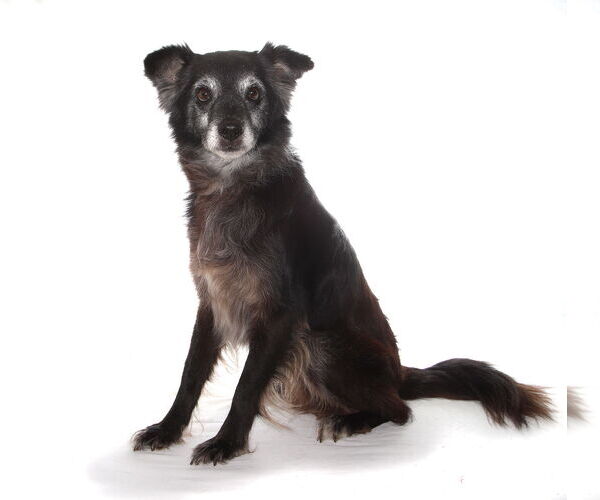 Medium Photo #3 Border Collie-Unknown Mix Puppy For Sale in Oakland Park, FL, USA