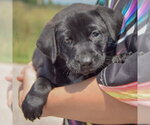 Small #3 American Bulldog-Chocolate Labrador retriever Mix