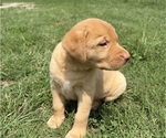 Puppy Puppy 1  Tipper Labrador Retriever