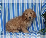Small Photo #6 Miniature Labradoodle Puppy For Sale in FREDERICKSBURG, OH, USA