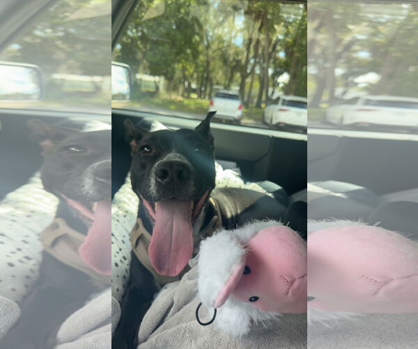 Medium Photo #7 Basenji-Unknown Mix Puppy For Sale in Sanford, FL, USA