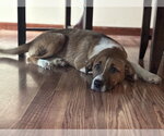 Small #2 Mutt