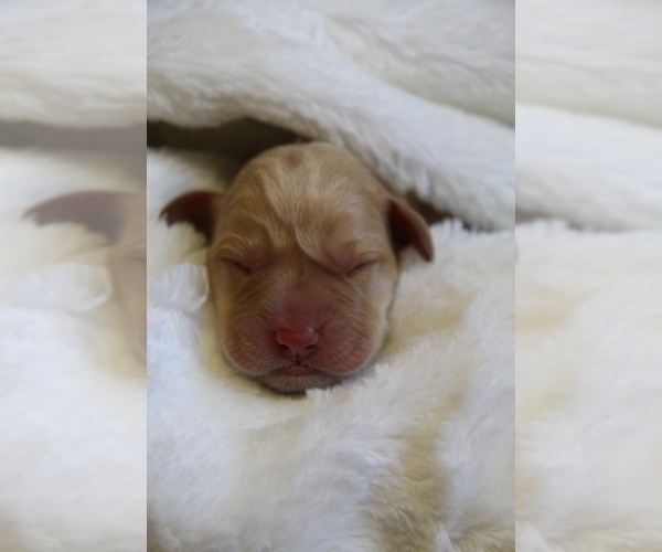 Medium Photo #10 Labrador Retriever Puppy For Sale in HYDE PARK, VT, USA