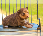 Small Photo #27 Miniature Australian Shepherd Puppy For Sale in GRANBURY, TX, USA