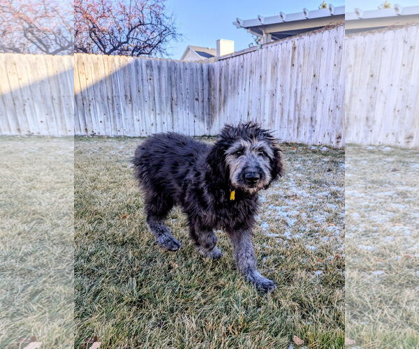 Medium Photo #11 Poodle (Standard) Puppy For Sale in Sandy, UT, USA