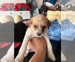 Small Photo #6 Jack Russell Terrier-Maltipoo Mix Puppy For Sale in ONTARIO, CA, USA