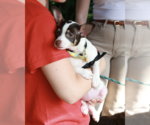 Small #11 Chihuahua Mix