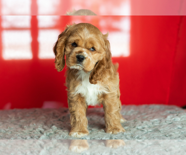 Medium Photo #30 Cocker Spaniel Puppy For Sale in NAPPANEE, IN, USA