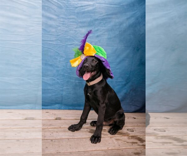 Medium Photo #2 Labrador Retriever-Unknown Mix Puppy For Sale in Munford, TN, USA