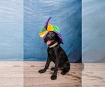 Small #1 Labrador Retriever Mix