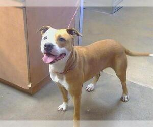 Mutt Dogs for adoption in Sacramento, CA, USA