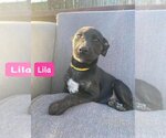 Small Photo #4 Labrador Retriever-Unknown Mix Puppy For Sale in Alexander, AR, USA