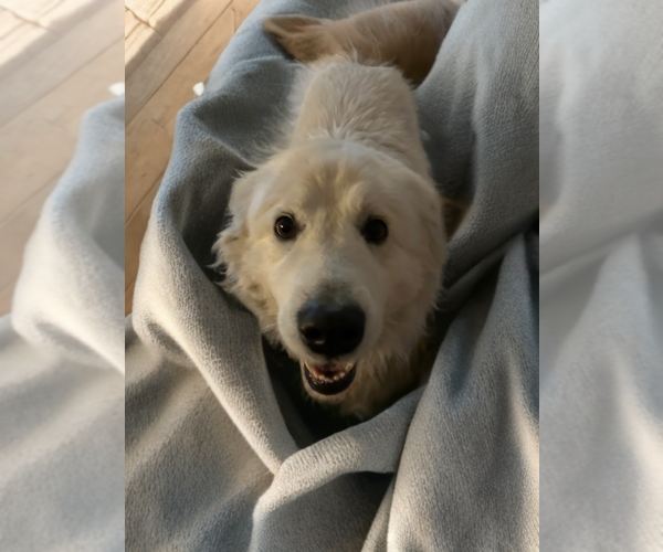 Medium Photo #2 Great Pyrenees-Unknown Mix Puppy For Sale in Newport Beach, CA, USA