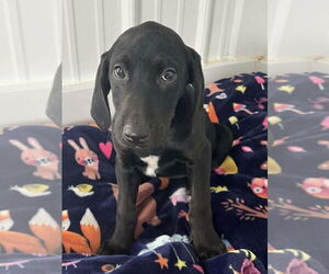 Labrador Retriever-Unknown Mix Dogs for adoption in Osgood, IN, USA